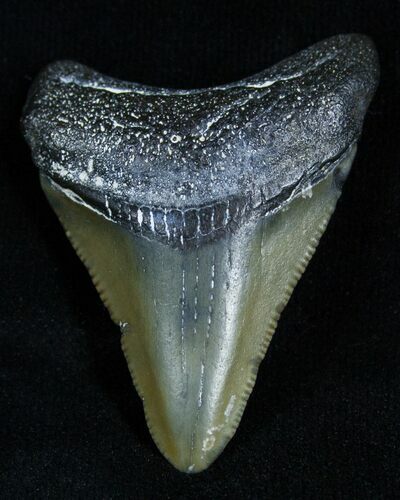 / Inch Megalodon Tooth From SC #2105